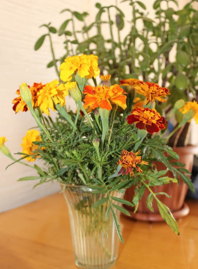 Marigolds in a vase stock image. Image of flower, blue 25759901