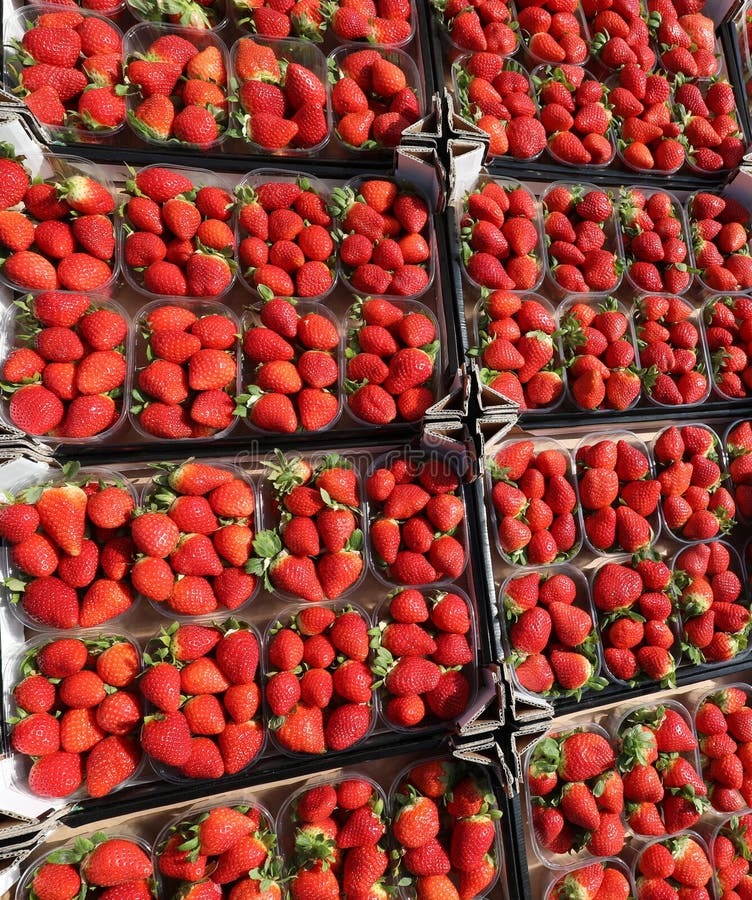 Small Boxes of Red Freshly Picked Strawberries Ready for Export Stock