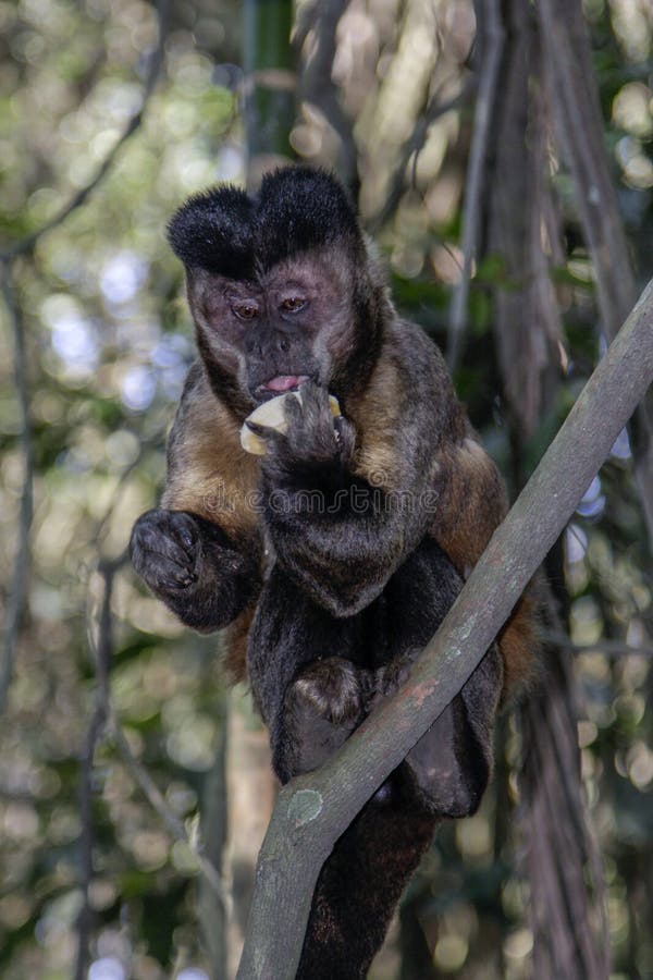 Brazilian Monkey, Macaco Prego Stock Image - Image of cebus, tuft