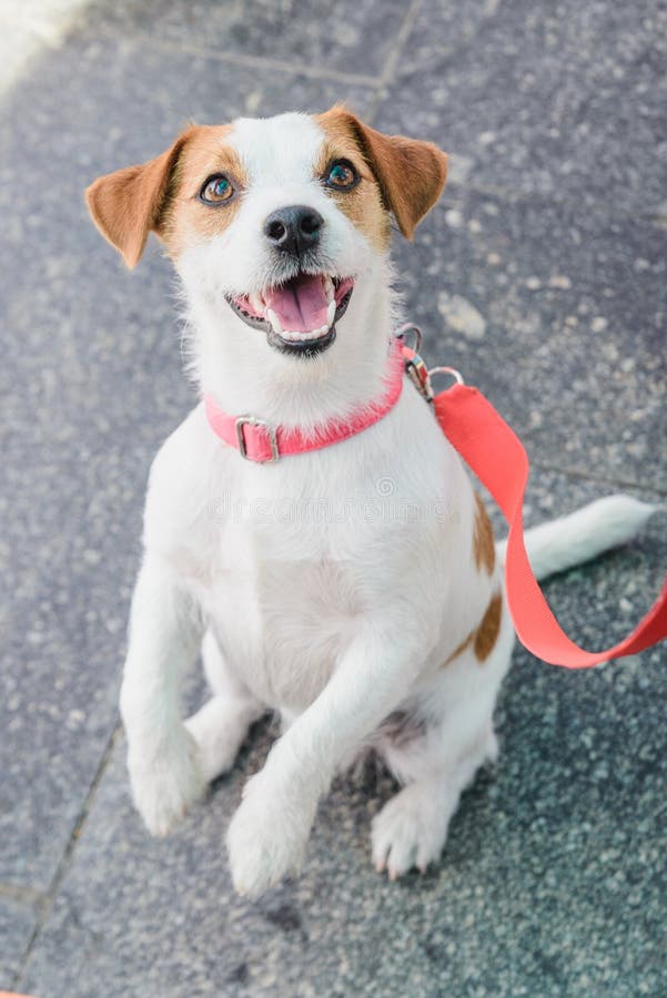 Small Breed Dog Jack Russell Stock Image Image of green, grass 128883629