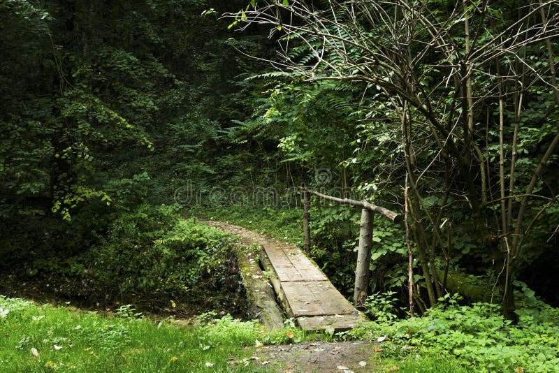 Small Bridge Over Creek In The Forest Stock Photo Image Of