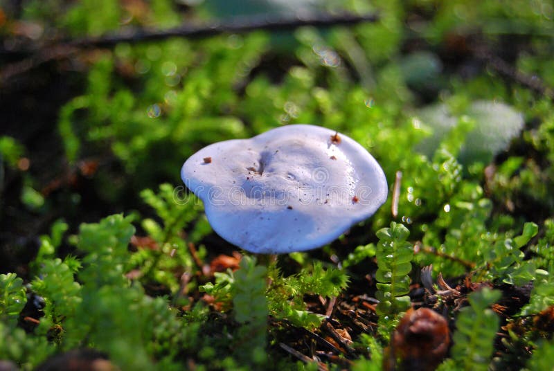 A small bright poisonous mushroom Clitocybe dealbata grows in