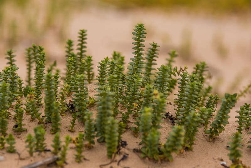 A Small, Bright Seaside Plants Growing in the Sand. Beach Scenery with ...
