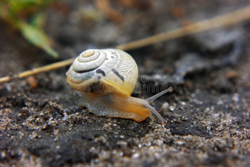 Small Brown Baby Snail at Road Stock Photo Image of slow, garden