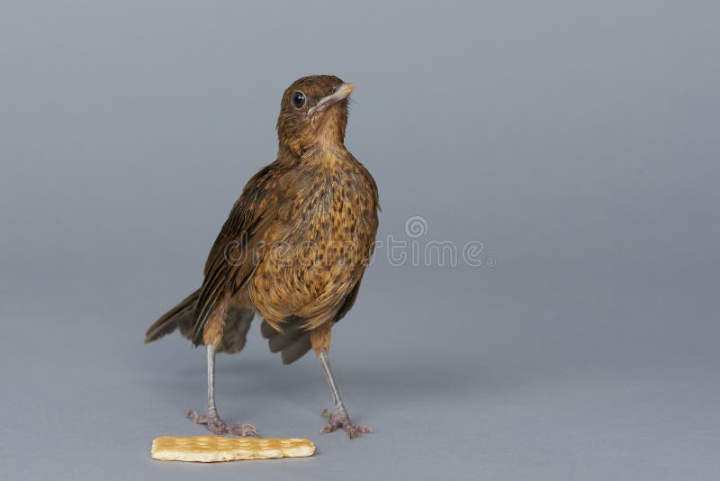 Small Brown Bird Eating Cookie Stock Image Image of closeup, beauty 167233707