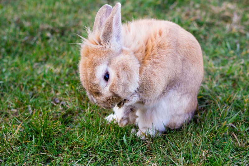 Small Brown Bunny On Green Grass Stock Image Image Of Humor Bunny 52747629