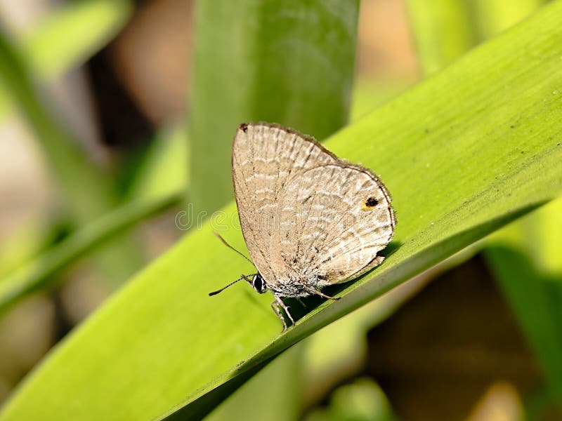 A small brown butterfly with delicate patterns royalty free stock photo