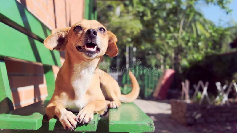 Small brown dog resting in the sun, on a green bench, with a brick house in the background.