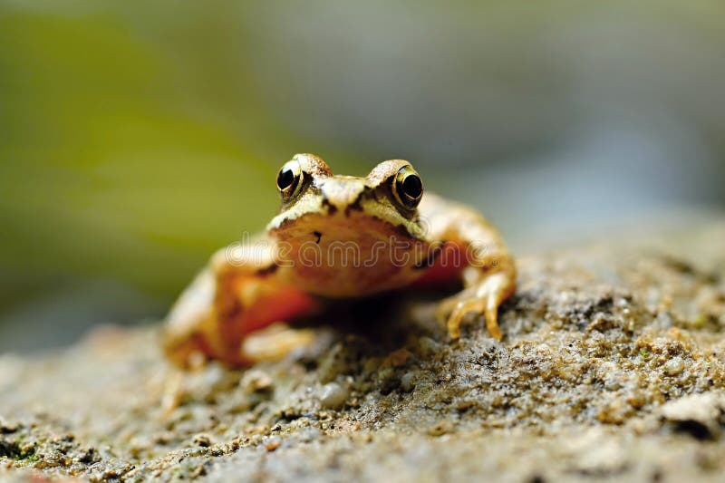Small brown frog stock photo. Image of small, nature - 112126842
