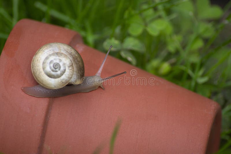 A small brown garden snail crawling along a planter in the garden