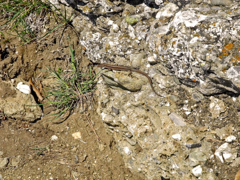 Small brown imperceptible lizard sits on a rock with moss. stock photo Small brown imperceptible lizard sits on a rock with moss. stock photo