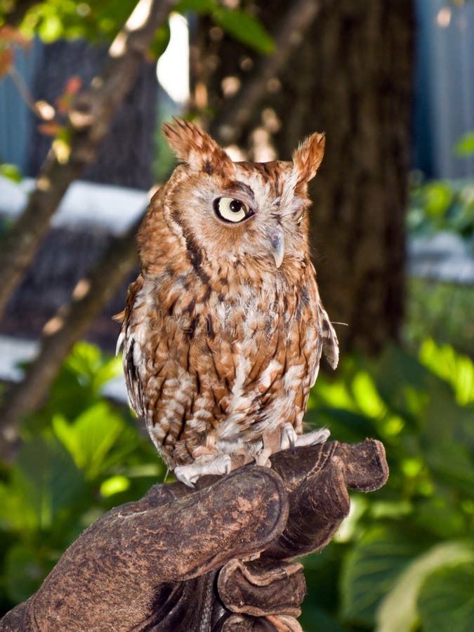 Small Brown Owl stock photo. Image of finger, watchful - 6139532