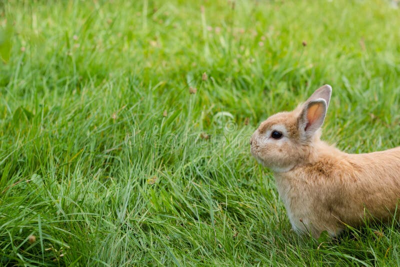 Small Brown Rabbit On Green Grass Stock Image Image Of Fast Farming 75580677