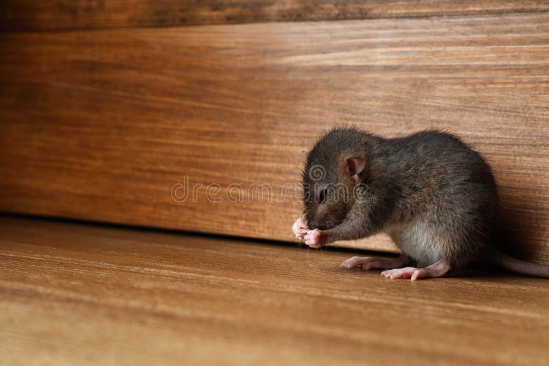 Small brown rat near wooden wall on floor. Space for text