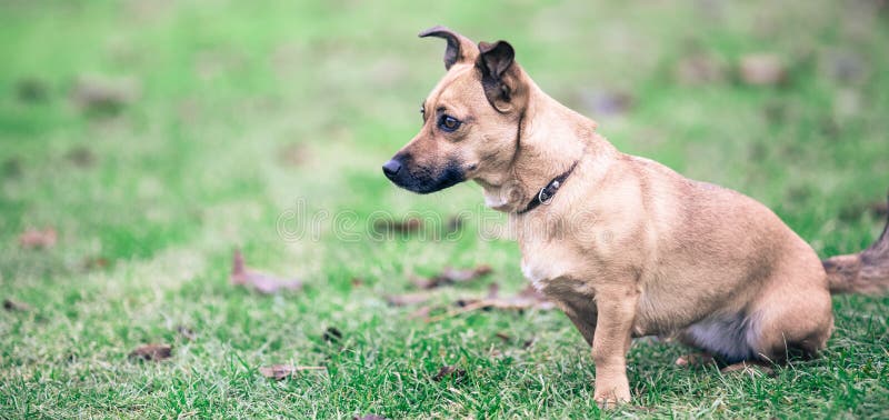 Small brown rescue dog, homeless dog, stray dog stock photos Small brown rescue dog, homeless dog, stray dog stock photos
