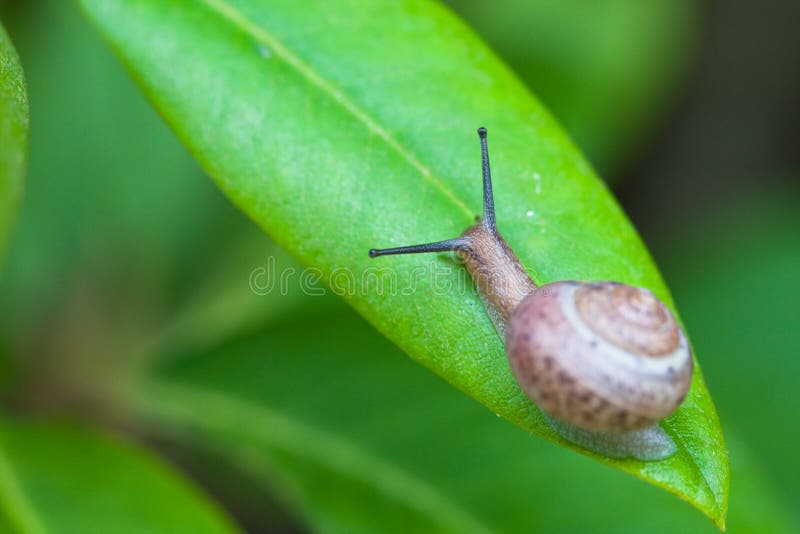 Small brown snail on green leaf
