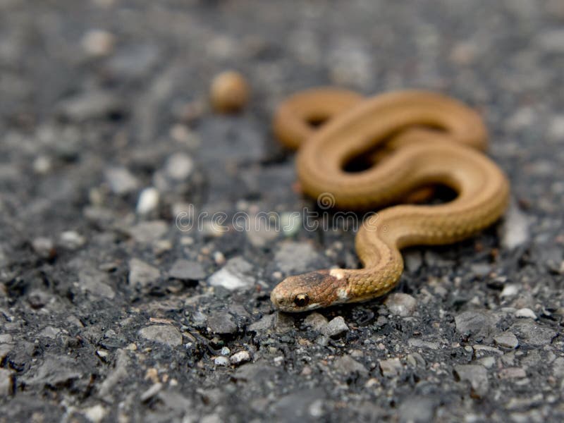 Small Brown Snake stock image. Image of danger, brown 16675231