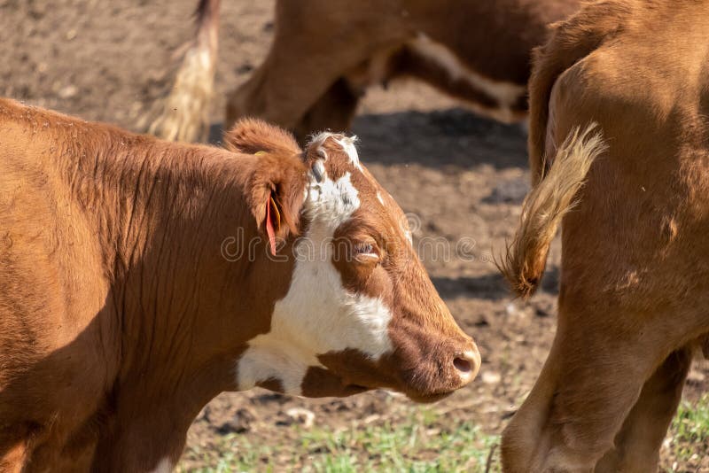 Small brown cow outdoor stock image. Image of farm, spring 205014221