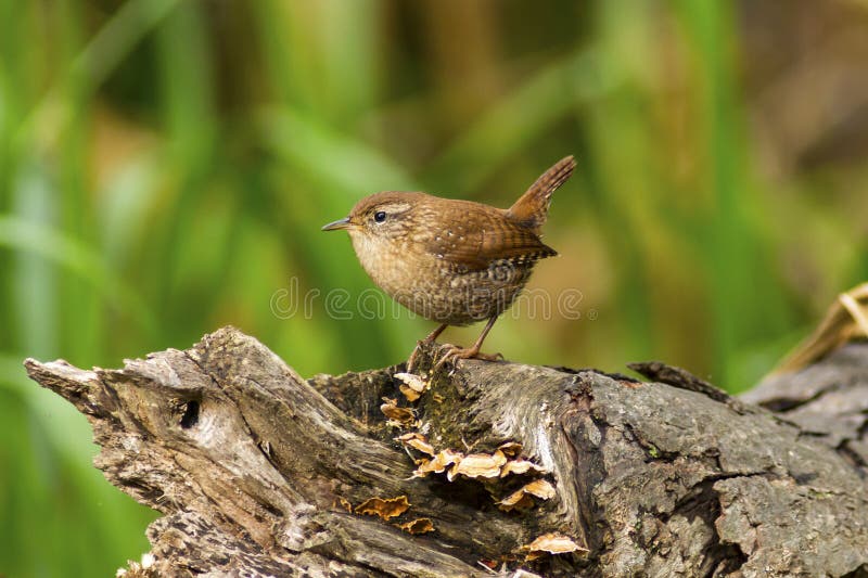 Small brown Winter wren bird perched on an old tree stump