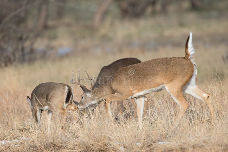 Small buck smelling hind end of doe stock photography