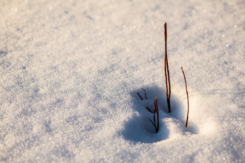 A small bush covered by snow royalty free stock photography A small bush covered by snow royalty free stock photography