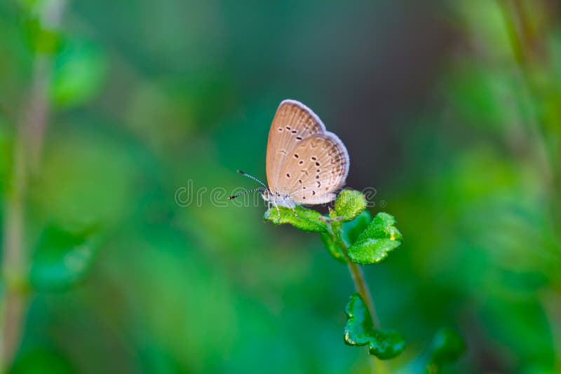 A small butterfly stock photo. Image of small, work 122658566