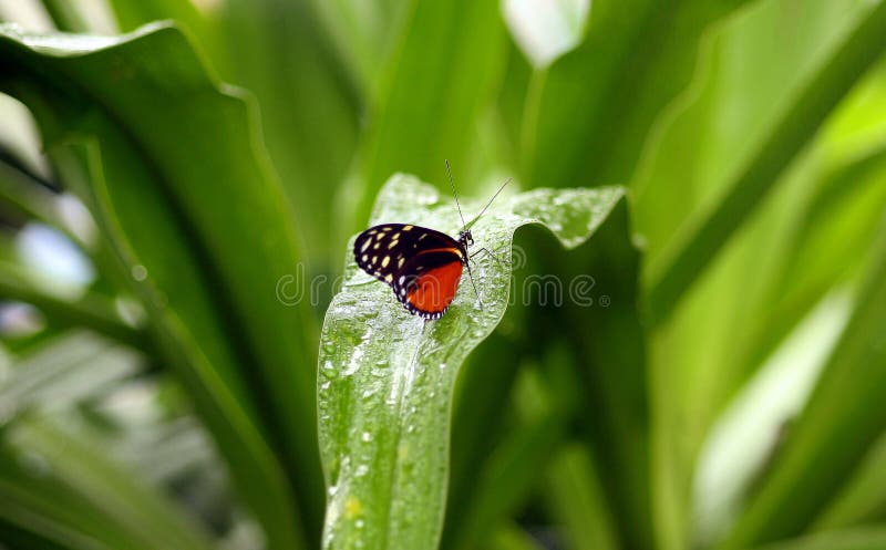 Small butterfly on a dew petal