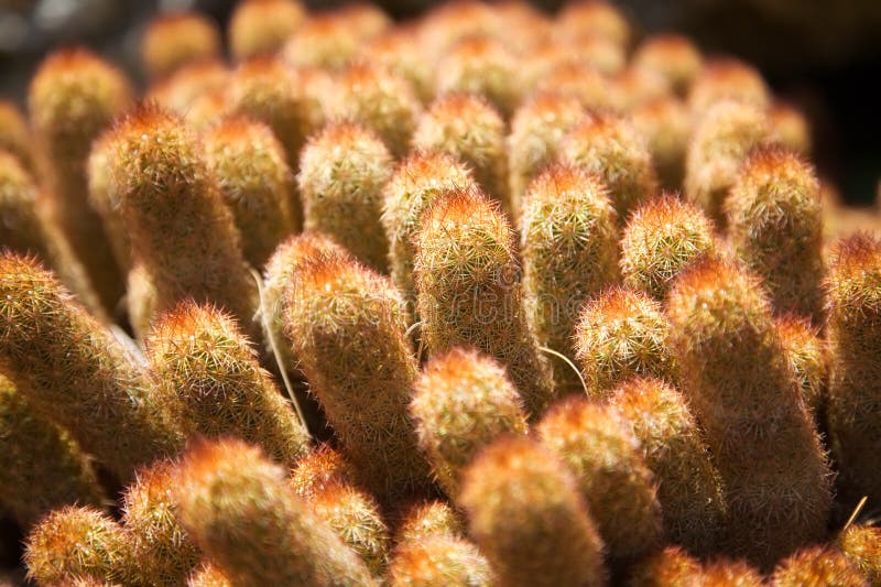 Small cactus close-up stock photography