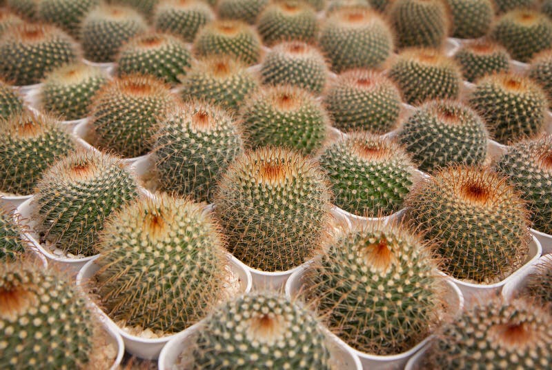A Small Cactus Planted in a White Pot in a Nursery Stock Image Image