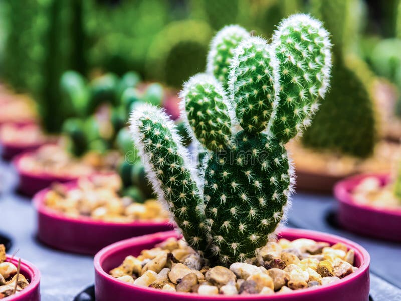 Small cactus in a pot lined with macro focus. stock photography Small cactus in a pot lined with macro focus. stock photography
