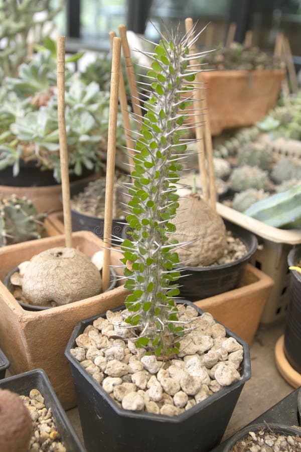 Small Cactus and Succulent Growth in Plastic Flower Pot Stock Image