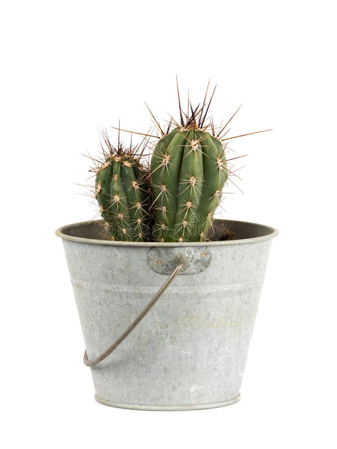 Small cactus in tin bucket isolated on white stock photos