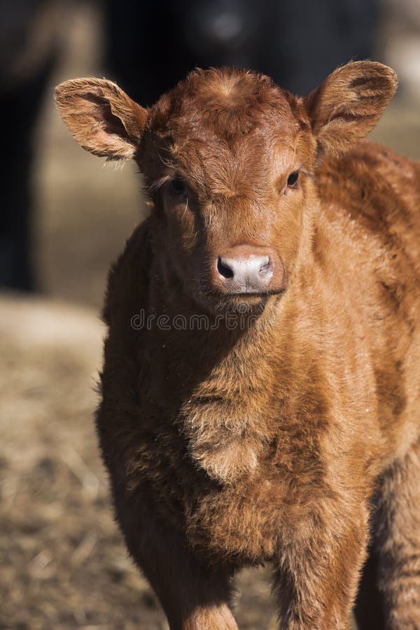 A close up of a brown calf. Kid calf stock images, royalty-free photos and pictures