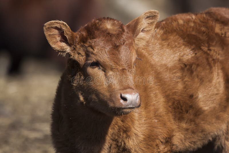 A close up of a brown calf. Kid calf stock images, royalty-free photos and pictures