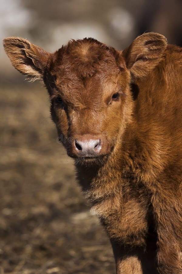 A close up of a brown calf. Kid calf stock images, royalty-free photos and pictures