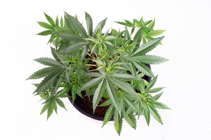 dark angel strain dark angel strain