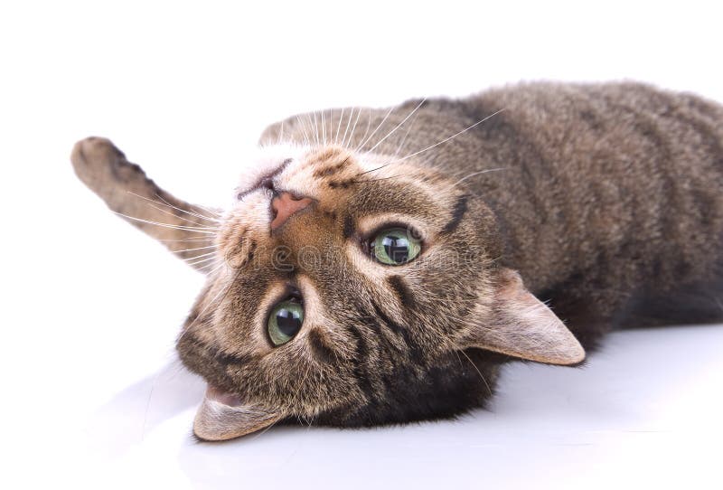 Small Cat stock image. Image of small, white, gray, kitty - 3848173