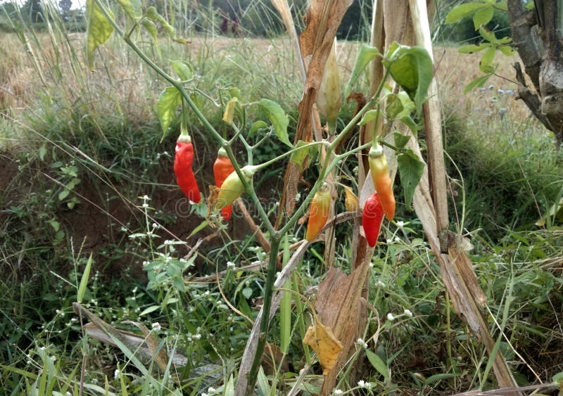 Small Cayenne Pepper that is Ripe on the Tree Stock Image Image of
