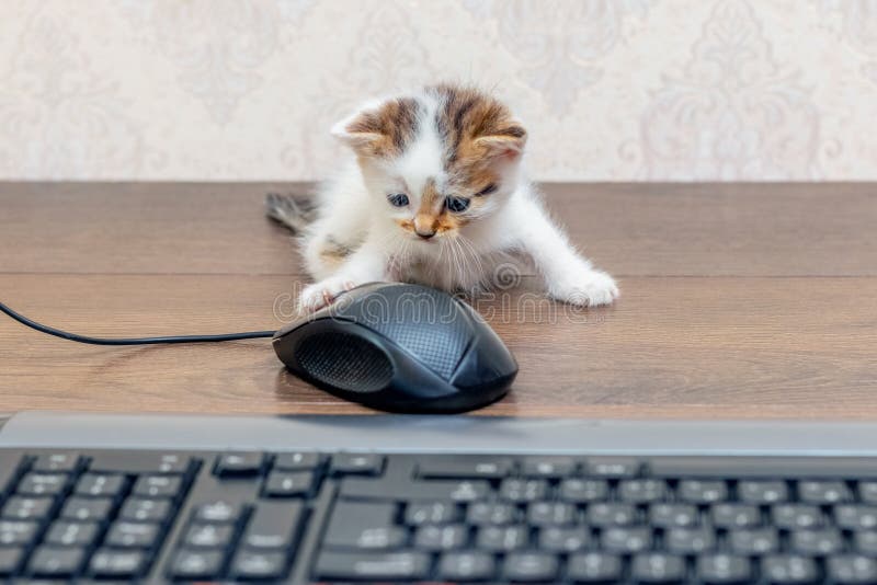 Small Charming Kitten in the Office Near the Computer Mouse and