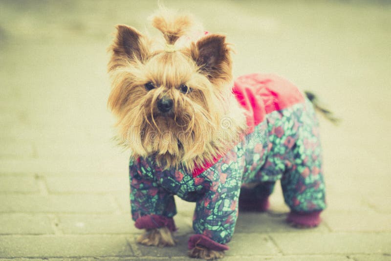 Small shaggy dog stock photo. Image of format, alert - 27021818