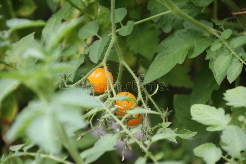 Small cherry tomato fruit on a plant in a garden in the Netherlands to be colored red. royalty free stock photos Small cherry tomato fruit on a plant in a garden in the Netherlands to be colored red. royalty free stock photos