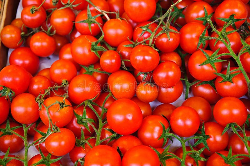 Small Cherry Vine Tomatoes stock image. Image of dinner 19824403