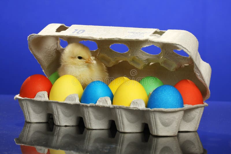 Small Chicken and Easter Eggs Stock Image Image of easter, animal