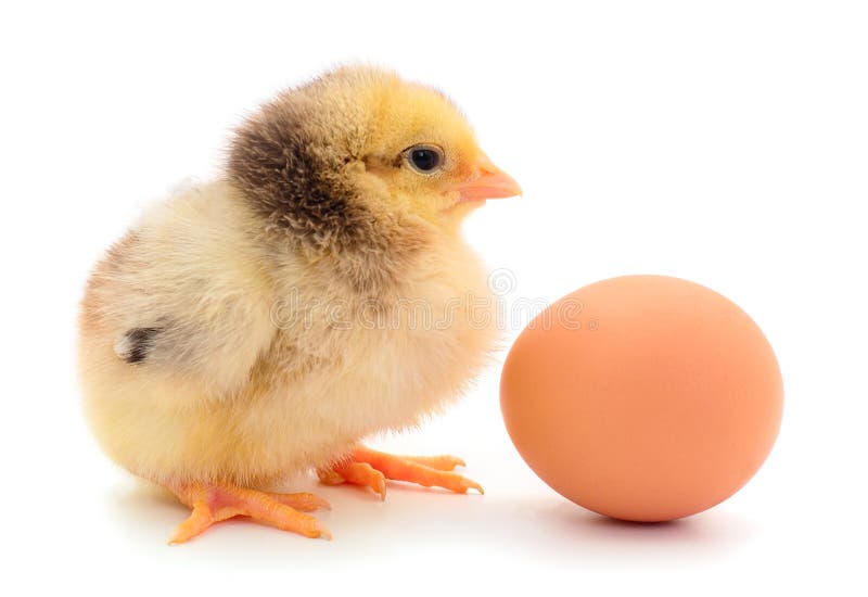 Small Chicken And Egg Isolated Stock Image Image of chick, tiny