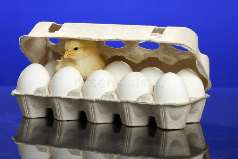 Small Chicken and White Eggs Stock Image Image of white, carton 13270463
