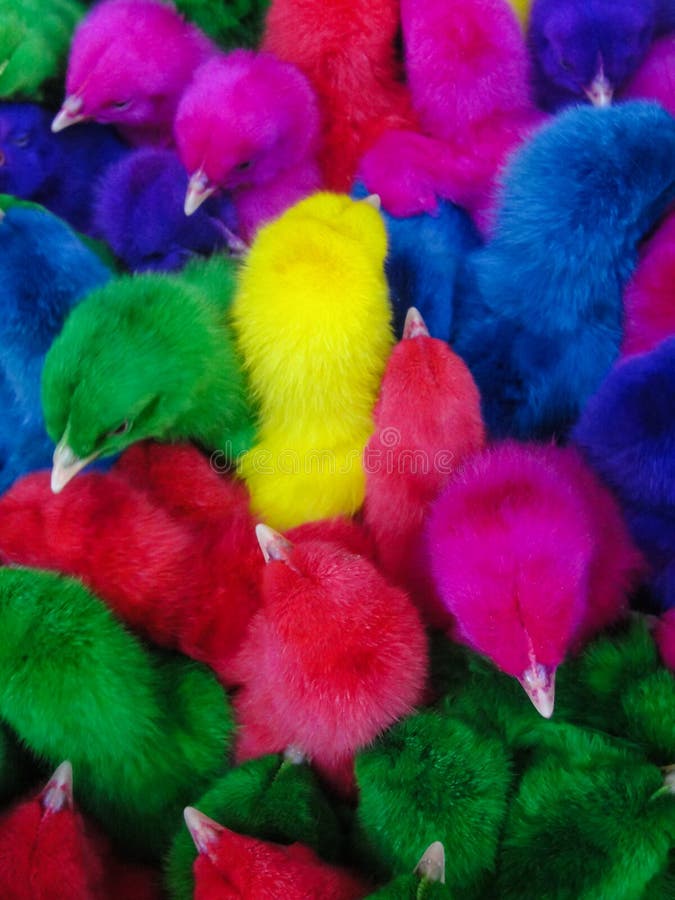 Colored chicken heads