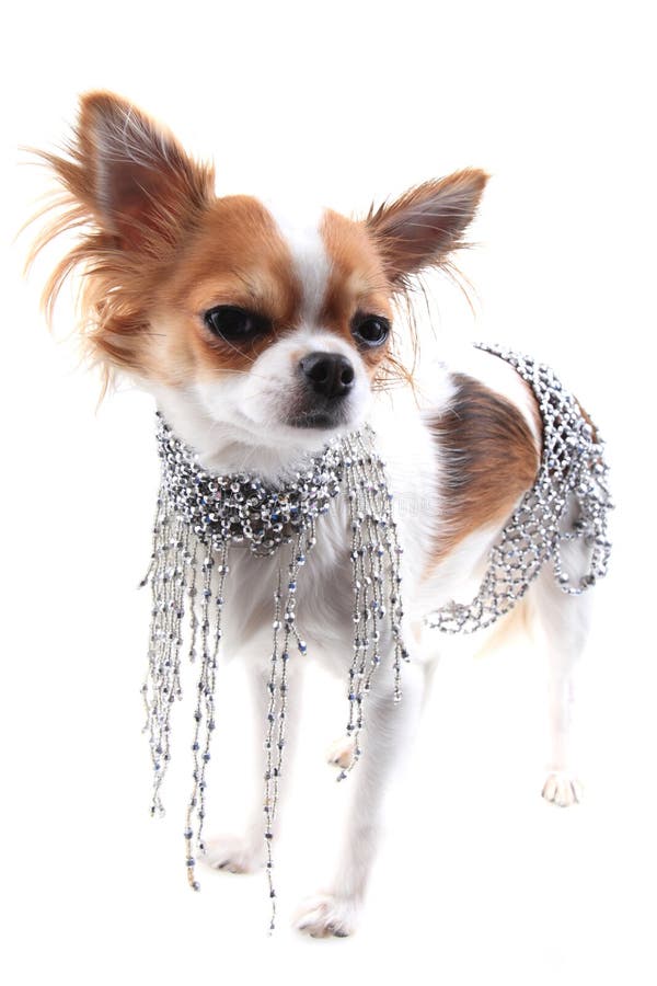 Small Chihuahua Different Clothes Isolated Stock Photos Free