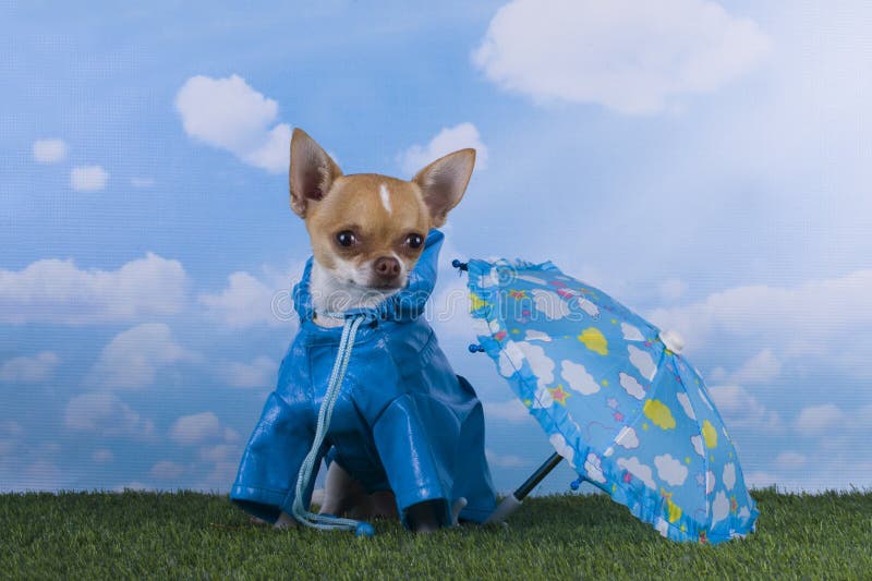 Chihuahua Umbrella - Blue Chihuahua Umbrella - Blue