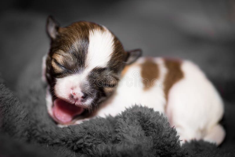 Small Chihuahua Puppy Yawning Wide Stock Image - Image of pets, white: 37385781 Small Chihuahua Puppy Yawning Wide Stock Image - Image of pets, white: 37385781