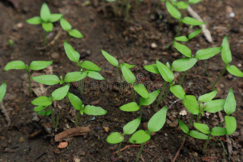 Small Chilli Sprouts with only Have Two Leaves Stock Photo Image of